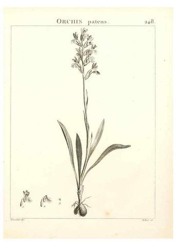 Reproducción/Reproduction 9298249377: Flora Atlantica, sive, Historia plantarum quae in Atlante, agro Tunetano et Algeriensi crescunt /. Parisiis :Apud Blanchon,1800.