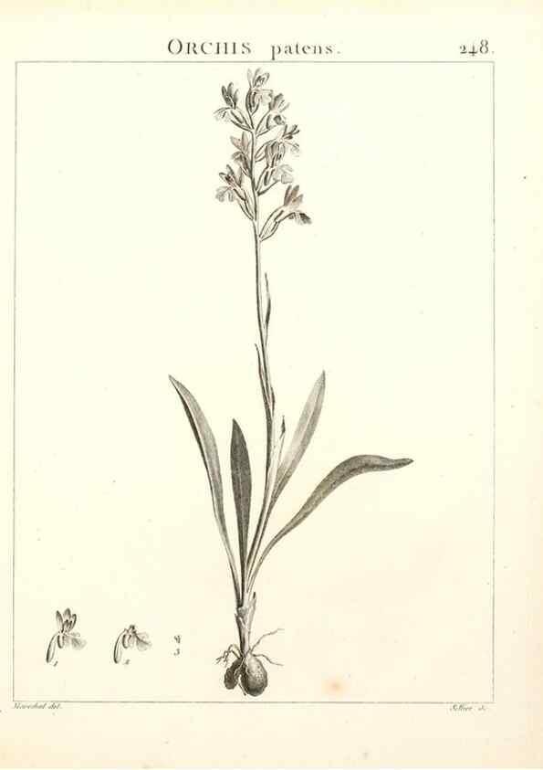 Reproducción/Reproduction 9298249377: Flora Atlantica, sive, Historia plantarum quae in Atlante, agro Tunetano et Algeriensi crescunt /. Parisiis :Apud Blanchon,1800.