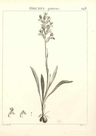 Reproducción/Reproduction 9298249377: Flora Atlantica, sive, Historia plantarum quae in Atlante, agro Tunetano et Algeriensi crescunt /. Parisiis :Apud Blanchon,1800.
