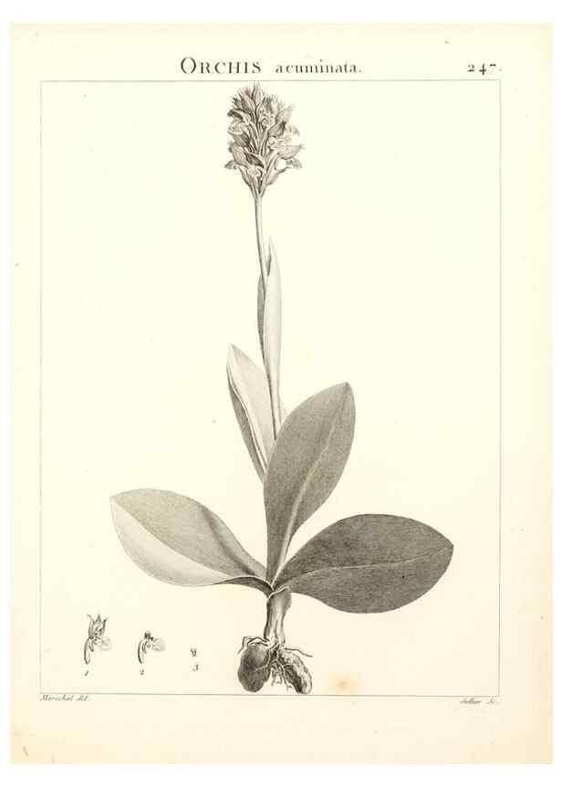 Reproducción/Reproduction 9298246807: Flora Atlantica, sive, Historia plantarum quae in Atlante, agro Tunetano et Algeriensi crescunt /. Parisiis :Apud Blanchon,1800.