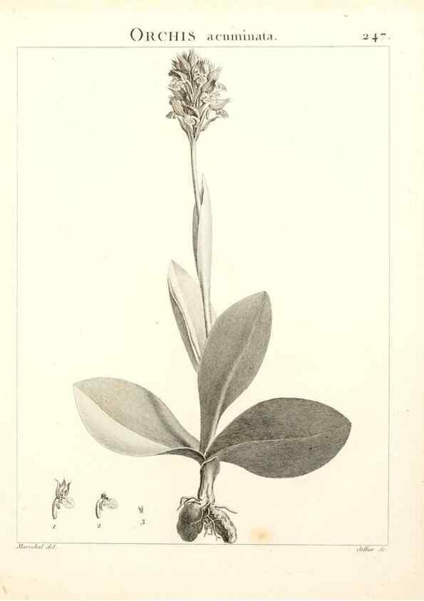 Reproducción/Reproduction 9298246807: Flora Atlantica, sive, Historia plantarum quae in Atlante, agro Tunetano et Algeriensi crescunt /. Parisiis :Apud Blanchon,1800.