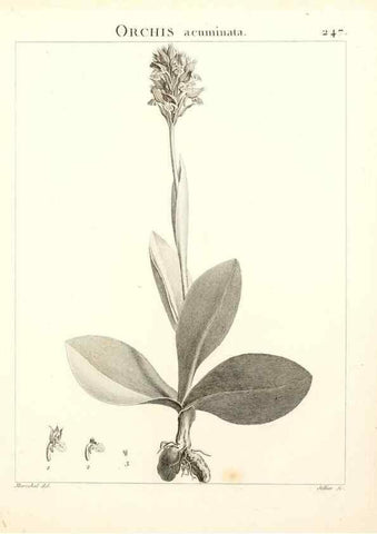Reproducción/Reproduction 9298246807: Flora Atlantica, sive, Historia plantarum quae in Atlante, agro Tunetano et Algeriensi crescunt /. Parisiis :Apud Blanchon,1800.