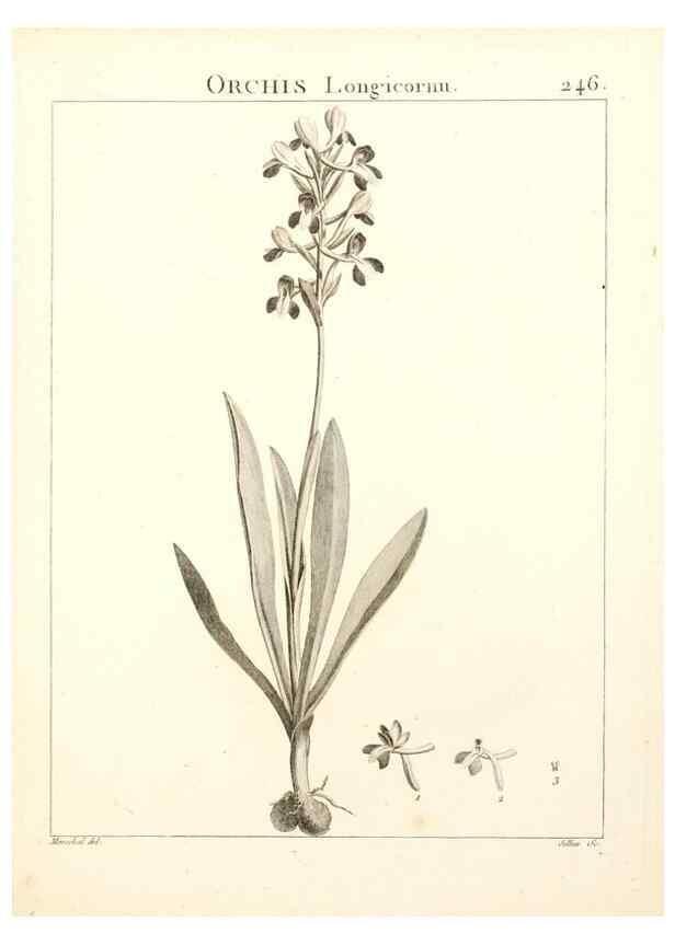 Reproducción/Reproduction 9298246103: Flora Atlantica, sive, Historia plantarum quae in Atlante, agro Tunetano et Algeriensi crescunt /. Parisiis :Apud Blanchon,1800.