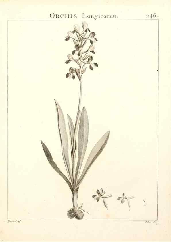 Reproducción/Reproduction 9298246103: Flora Atlantica, sive, Historia plantarum quae in Atlante, agro Tunetano et Algeriensi crescunt /. Parisiis :Apud Blanchon,1800.