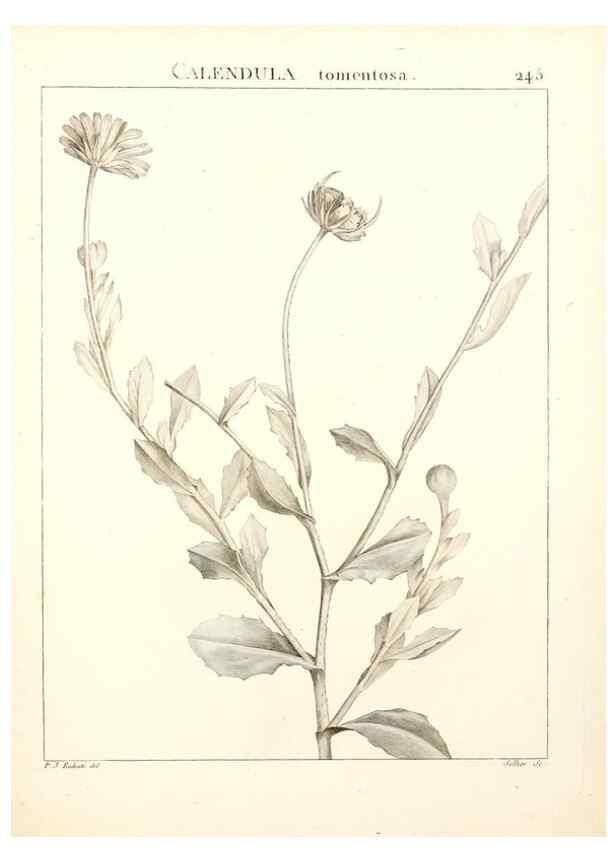 Reproducción/Reproduction 9298245389: Flora Atlantica, sive, Historia plantarum quae in Atlante, agro Tunetano et Algeriensi crescunt /. Parisiis :Apud Blanchon,1800.