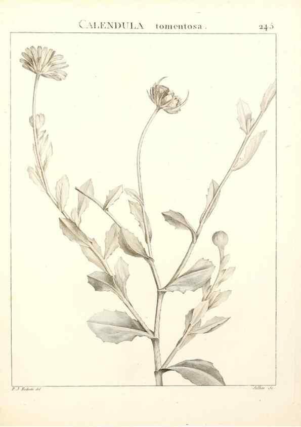Reproducción/Reproduction 9298245389: Flora Atlantica, sive, Historia plantarum quae in Atlante, agro Tunetano et Algeriensi crescunt /. Parisiis :Apud Blanchon,1800.