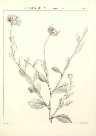 Reproducción/Reproduction 9298245389: Flora Atlantica, sive, Historia plantarum quae in Atlante, agro Tunetano et Algeriensi crescunt /. Parisiis :Apud Blanchon,1800.