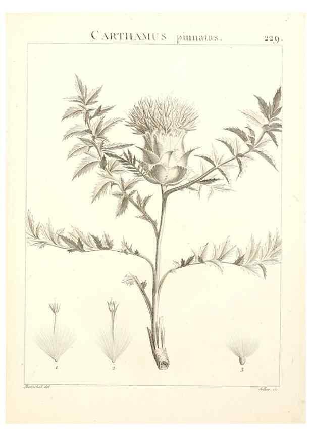 Reproducción/Reproduction 9298231395: Flora Atlantica, sive, Historia plantarum quae in Atlante, agro Tunetano et Algeriensi crescunt /. Parisiis :Apud Blanchon,1800.