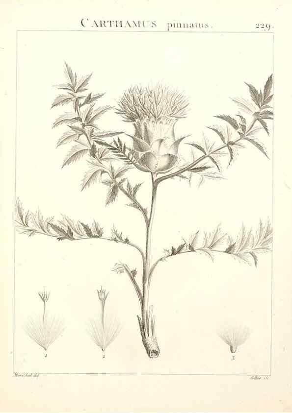 Reproducción/Reproduction 9298231395: Flora Atlantica, sive, Historia plantarum quae in Atlante, agro Tunetano et Algeriensi crescunt /. Parisiis :Apud Blanchon,1800.