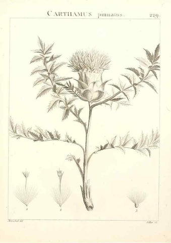 Reproducción/Reproduction 9298231395: Flora Atlantica, sive, Historia plantarum quae in Atlante, agro Tunetano et Algeriensi crescunt /. Parisiis :Apud Blanchon,1800.