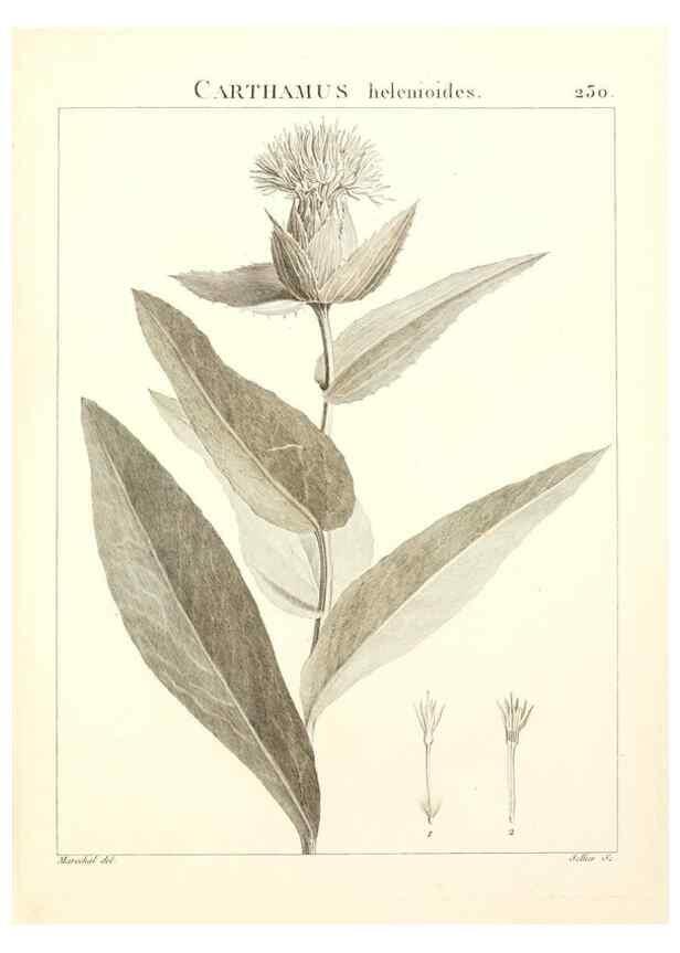 Reproducción/Reproduction 9301014684: Flora Atlantica, sive, Historia plantarum quae in Atlante, agro Tunetano et Algeriensi crescunt /. Parisiis :Apud Blanchon,1800.