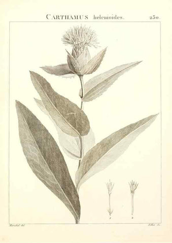 Reproducción/Reproduction 9301014684: Flora Atlantica, sive, Historia plantarum quae in Atlante, agro Tunetano et Algeriensi crescunt /. Parisiis :Apud Blanchon,1800.