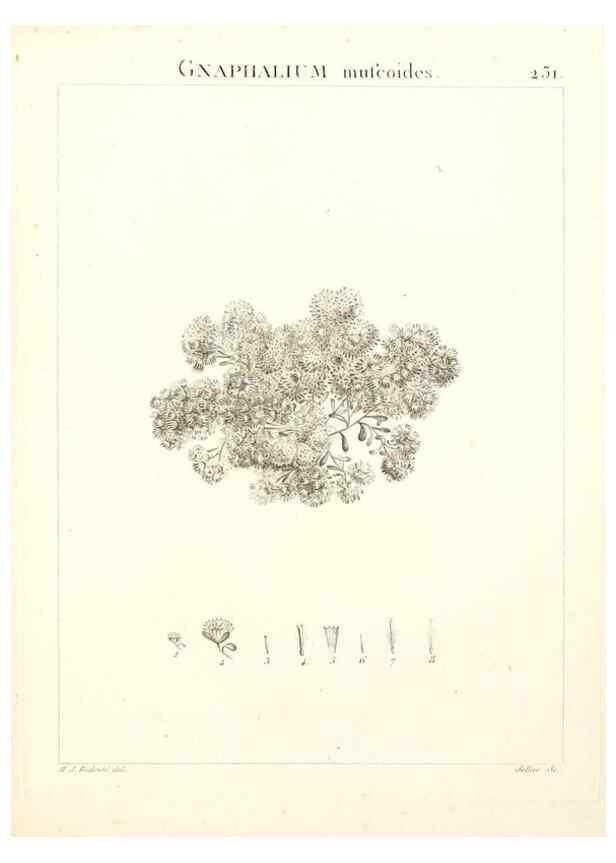 Reproducción/Reproduction 9301015474: Flora Atlantica, sive, Historia plantarum quae in Atlante, agro Tunetano et Algeriensi crescunt /. Parisiis :Apud Blanchon,1800.