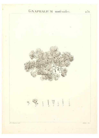 Reproducción/Reproduction 9301015474: Flora Atlantica, sive, Historia plantarum quae in Atlante, agro Tunetano et Algeriensi crescunt /. Parisiis :Apud Blanchon,1800.