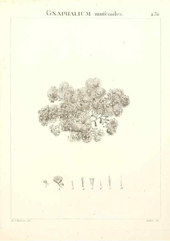 Reproducción/Reproduction 9301015474: Flora Atlantica, sive, Historia plantarum quae in Atlante, agro Tunetano et Algeriensi crescunt /. Parisiis :Apud Blanchon,1800.