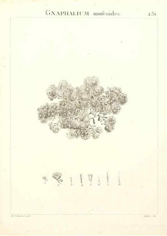 Reproducción/Reproduction 9301015474: Flora Atlantica, sive, Historia plantarum quae in Atlante, agro Tunetano et Algeriensi crescunt /. Parisiis :Apud Blanchon,1800.