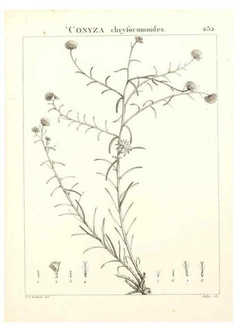 Reproducción/Reproduction 9301016252: Flora Atlantica, sive, Historia plantarum quae in Atlante, agro Tunetano et Algeriensi crescunt /. Parisiis :Apud Blanchon,1800.