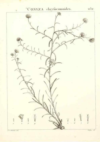 Reproducción/Reproduction 9301016252: Flora Atlantica, sive, Historia plantarum quae in Atlante, agro Tunetano et Algeriensi crescunt /. Parisiis :Apud Blanchon,1800.
