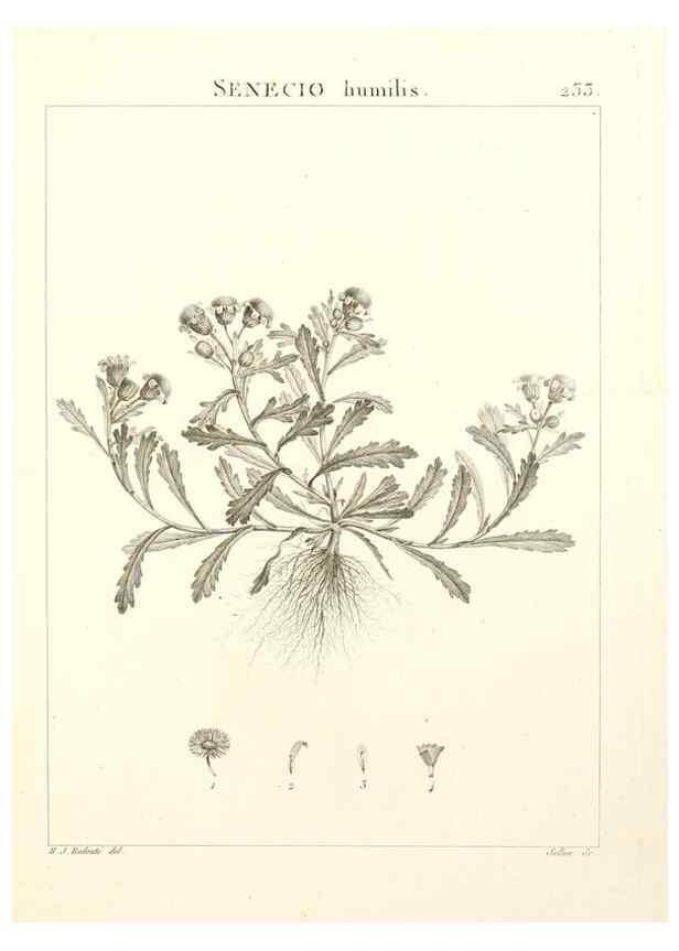 Reproducción/Reproduction 9301017016: Flora Atlantica, sive, Historia plantarum quae in Atlante, agro Tunetano et Algeriensi crescunt /. Parisiis :Apud Blanchon,1800.