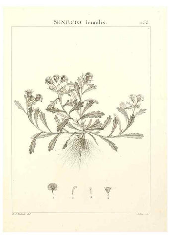 Reproducción/Reproduction 9301017016: Flora Atlantica, sive, Historia plantarum quae in Atlante, agro Tunetano et Algeriensi crescunt /. Parisiis :Apud Blanchon,1800.