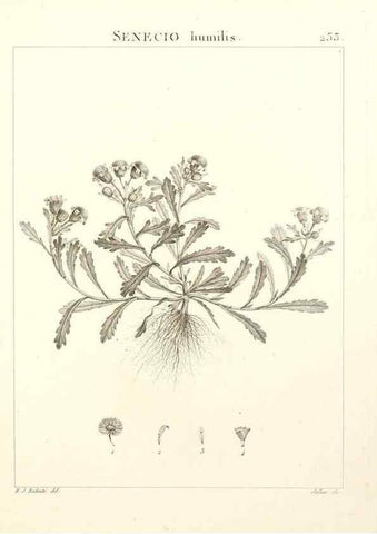 Reproducción/Reproduction 9301017016: Flora Atlantica, sive, Historia plantarum quae in Atlante, agro Tunetano et Algeriensi crescunt /. Parisiis :Apud Blanchon,1800.