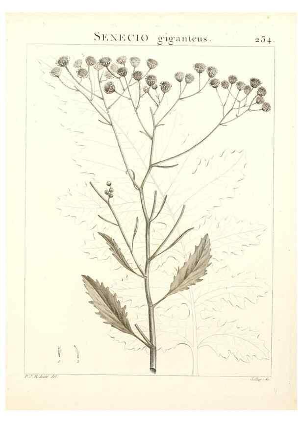Reproducción/Reproduction 9298235519: Flora Atlantica, sive, Historia plantarum quae in Atlante, agro Tunetano et Algeriensi crescunt /. Parisiis :Apud Blanchon,1800.