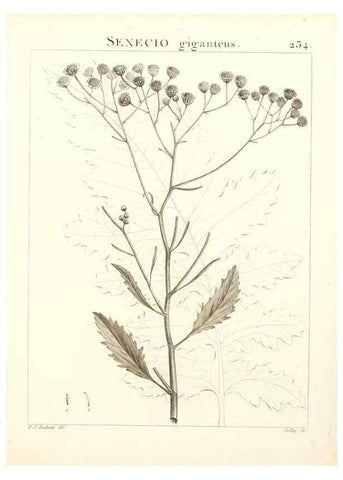 Reproducción/Reproduction 9298235519: Flora Atlantica, sive, Historia plantarum quae in Atlante, agro Tunetano et Algeriensi crescunt /. Parisiis :Apud Blanchon,1800.