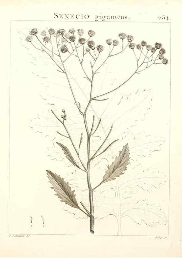 Reproducción/Reproduction 9298235519: Flora Atlantica, sive, Historia plantarum quae in Atlante, agro Tunetano et Algeriensi crescunt /. Parisiis :Apud Blanchon,1800.