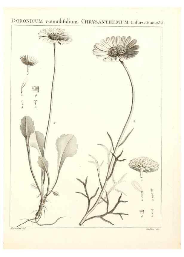 Reproducción/Reproduction 9298236633: Flora Atlantica, sive, Historia plantarum quae in Atlante, agro Tunetano et Algeriensi crescunt /. Parisiis :Apud Blanchon,1800.