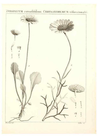 Reproducción/Reproduction 9298236633: Flora Atlantica, sive, Historia plantarum quae in Atlante, agro Tunetano et Algeriensi crescunt /. Parisiis :Apud Blanchon,1800.