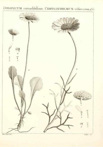 Reproducción/Reproduction 9298236633: Flora Atlantica, sive, Historia plantarum quae in Atlante, agro Tunetano et Algeriensi crescunt /. Parisiis :Apud Blanchon,1800.