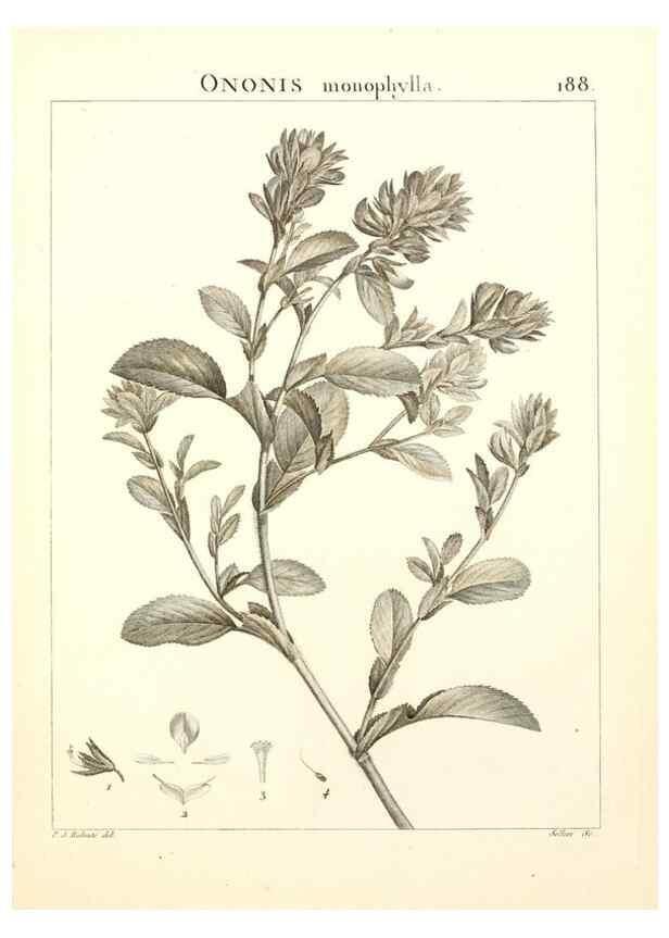 Reproducción/Reproduction 9298198271: Flora Atlantica, sive, Historia plantarum quae in Atlante, agro Tunetano et Algeriensi crescunt /. Parisiis :Apud Blanchon,1800.