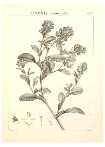 Reproducción/Reproduction 9298198271: Flora Atlantica, sive, Historia plantarum quae in Atlante, agro Tunetano et Algeriensi crescunt /. Parisiis :Apud Blanchon,1800.