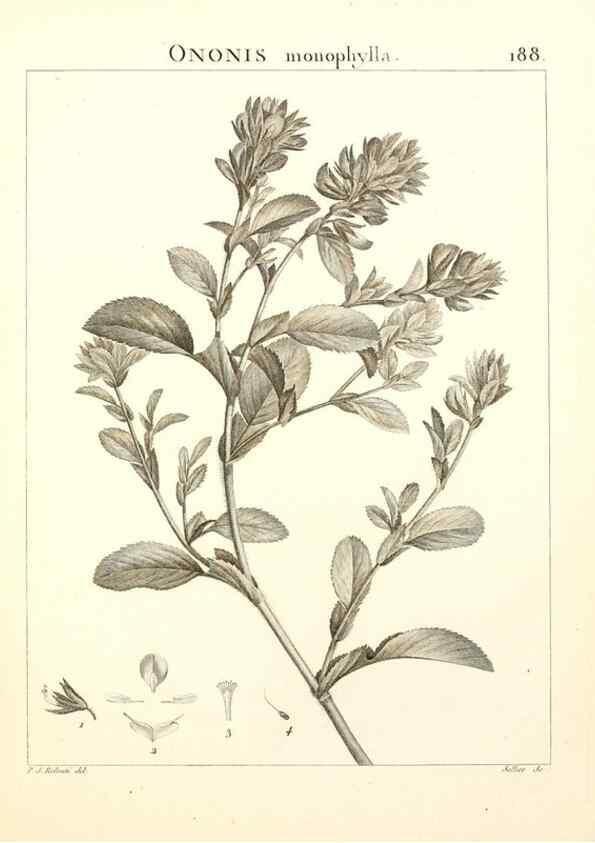 Reproducción/Reproduction 9298198271: Flora Atlantica, sive, Historia plantarum quae in Atlante, agro Tunetano et Algeriensi crescunt /. Parisiis :Apud Blanchon,1800.