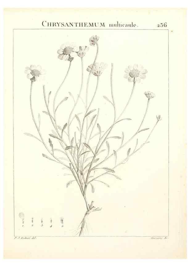 Reproducción/Reproduction 9301020440: Flora Atlantica, sive, Historia plantarum quae in Atlante, agro Tunetano et Algeriensi crescunt /. Parisiis :Apud Blanchon,1800.