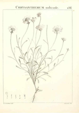 Reproducción/Reproduction 9301020440: Flora Atlantica, sive, Historia plantarum quae in Atlante, agro Tunetano et Algeriensi crescunt /. Parisiis :Apud Blanchon,1800.