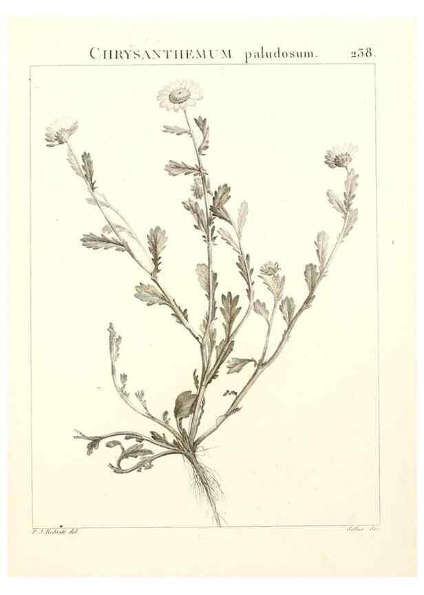 Reproducción/Reproduction 9301021922: Flora Atlantica, sive, Historia plantarum quae in Atlante, agro Tunetano et Algeriensi crescunt /. Parisiis :Apud Blanchon,1800.