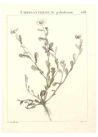 Reproducción/Reproduction 9301021922: Flora Atlantica, sive, Historia plantarum quae in Atlante, agro Tunetano et Algeriensi crescunt /. Parisiis :Apud Blanchon,1800.