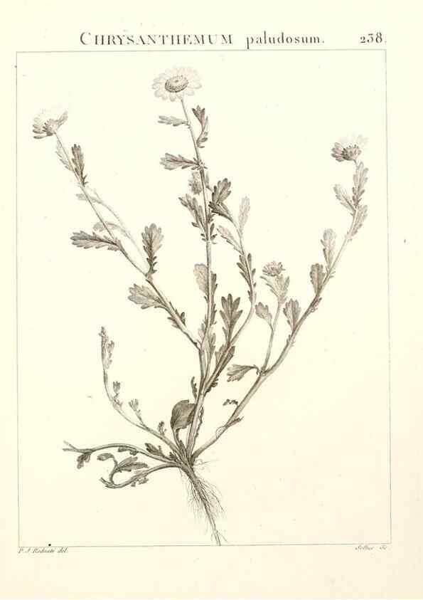 Reproducción/Reproduction 9301021922: Flora Atlantica, sive, Historia plantarum quae in Atlante, agro Tunetano et Algeriensi crescunt /. Parisiis :Apud Blanchon,1800.