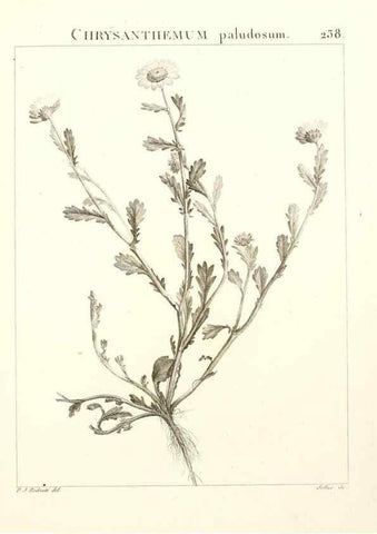 Reproducción/Reproduction 9301021922: Flora Atlantica, sive, Historia plantarum quae in Atlante, agro Tunetano et Algeriensi crescunt /. Parisiis :Apud Blanchon,1800.