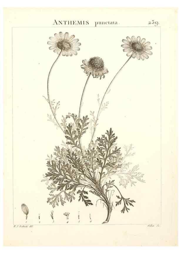Reproducción/Reproduction 9301022798: Flora Atlantica, sive, Historia plantarum quae in Atlante, agro Tunetano et Algeriensi crescunt /. Parisiis :Apud Blanchon,1800.