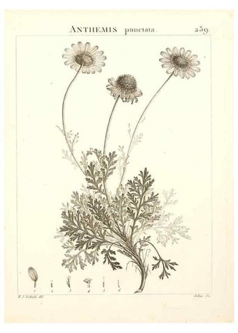 Reproducción/Reproduction 9301022798: Flora Atlantica, sive, Historia plantarum quae in Atlante, agro Tunetano et Algeriensi crescunt /. Parisiis :Apud Blanchon,1800.