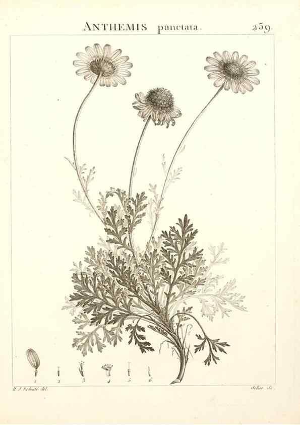 Reproducción/Reproduction 9301022798: Flora Atlantica, sive, Historia plantarum quae in Atlante, agro Tunetano et Algeriensi crescunt /. Parisiis :Apud Blanchon,1800.