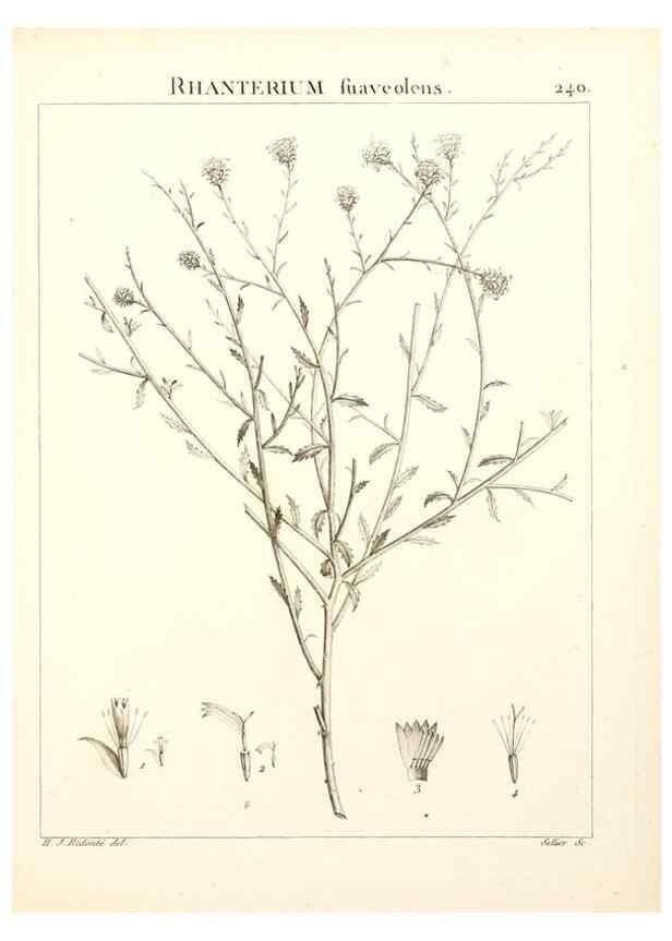 Reproducción/Reproduction 9298240915: Flora Atlantica, sive, Historia plantarum quae in Atlante, agro Tunetano et Algeriensi crescunt /. Parisiis :Apud Blanchon,1800.