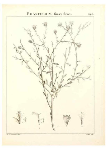 Reproducción/Reproduction 9298240915: Flora Atlantica, sive, Historia plantarum quae in Atlante, agro Tunetano et Algeriensi crescunt /. Parisiis :Apud Blanchon,1800.