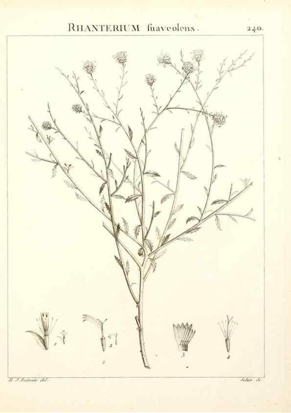 Reproducción/Reproduction 9298240915: Flora Atlantica, sive, Historia plantarum quae in Atlante, agro Tunetano et Algeriensi crescunt /. Parisiis :Apud Blanchon,1800.