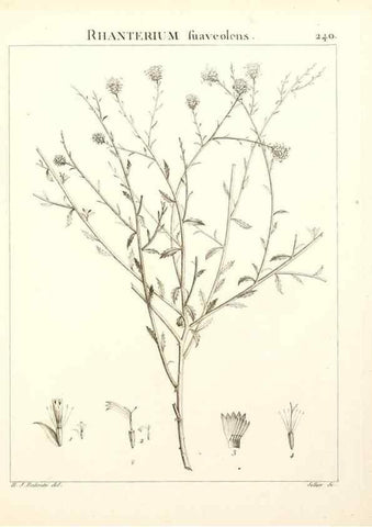 Reproducción/Reproduction 9298240915: Flora Atlantica, sive, Historia plantarum quae in Atlante, agro Tunetano et Algeriensi crescunt /. Parisiis :Apud Blanchon,1800.