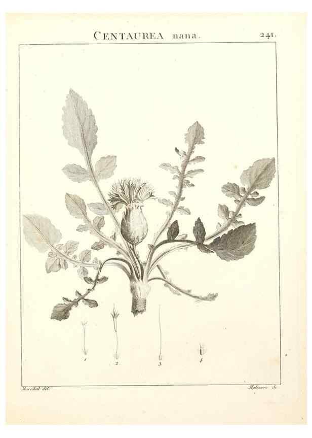 Reproducción/Reproduction 9298241675: Flora Atlantica, sive, Historia plantarum quae in Atlante, agro Tunetano et Algeriensi crescunt /. Parisiis :Apud Blanchon,1800.