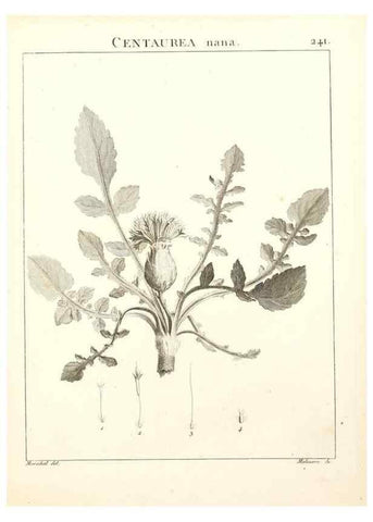 Reproducción/Reproduction 9298241675: Flora Atlantica, sive, Historia plantarum quae in Atlante, agro Tunetano et Algeriensi crescunt /. Parisiis :Apud Blanchon,1800.
