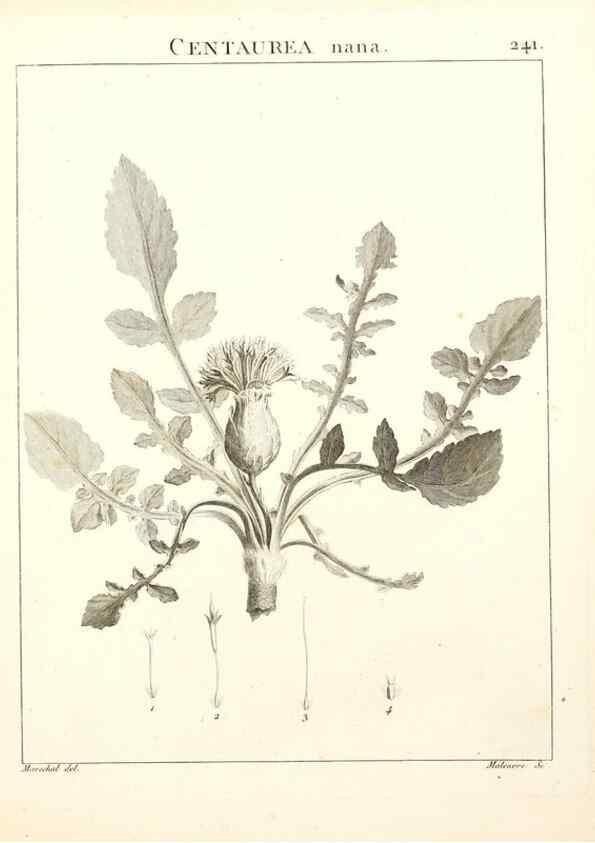 Reproducción/Reproduction 9298241675: Flora Atlantica, sive, Historia plantarum quae in Atlante, agro Tunetano et Algeriensi crescunt /. Parisiis :Apud Blanchon,1800.